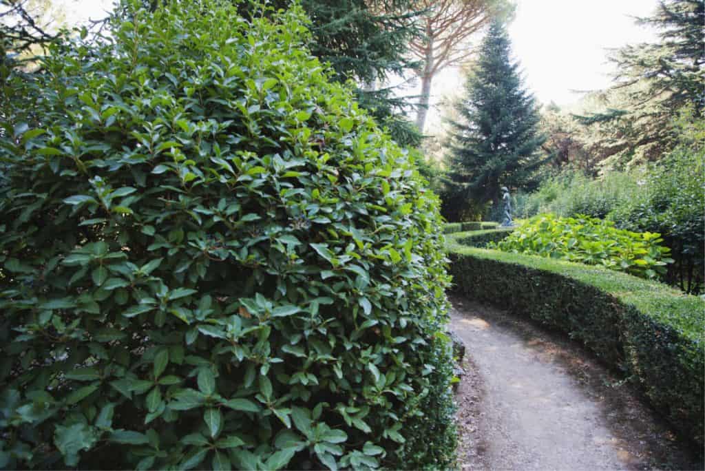 hedge trim walkway